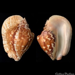 Sinustrombus latissimus (Linnaeus, 1758)