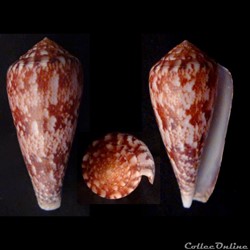 Textilia (Afonsoconus) kinoshitai (Kuroda, 1956)