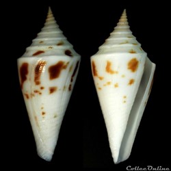Kohniconus arcuatus (Broderip & Sowerby I, 1829)