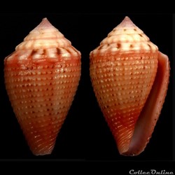 Strategoconus (Rolaniconus) axelrodi (Walls, 1978)