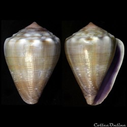 Floraconus (Floraconus) balteatus (Sowerby I, 1833)