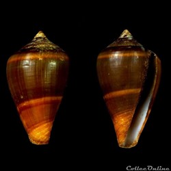 Lautoconus (Africonus) fantasmalis (Rolán, 1990)