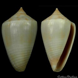 Austroconus cyanostoma (A. Adams, 1853)