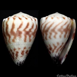 Harmoniconus sponsalis (Hwass in Bruguière, 1792)
