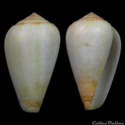 Lautoconus (Varioconus) anabelae (Rolán & Röckel, 2001)