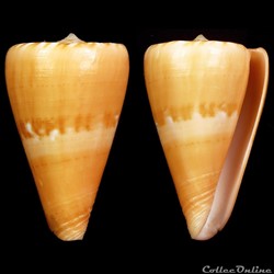 Dauciconus (Dauciconus) norai (da Motta & Raybaudi Massilia, 1992)