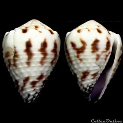 Harmoniconus sponsalis (Hwass in Bruguière, 1792)