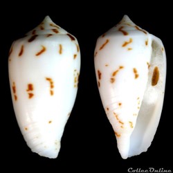 Phasmoconus (Phasmoconus) balabacensis (Filmer,2012)