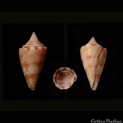 Stephanoconus (Taranteconus) chiangi Azuma, 1972