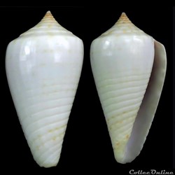 Phasmoconus (Phasmoconus) inscriptus f. cuneiformis (Reeve, 1843)