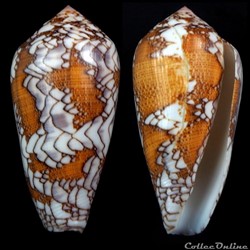 Darioconus pennaceus pennaceus (Born, 1778)