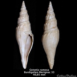 Genotica ramosa