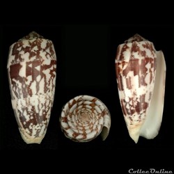 Pionoconus striatus striatus (Linnaeus, 1758)