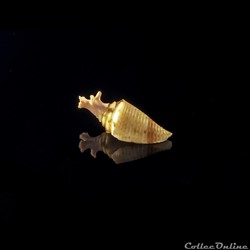 Conasprella wakayamaensis (Kuroda, 1956)