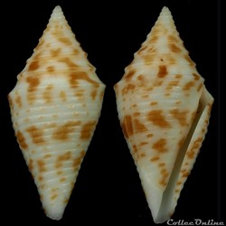 Turriconus (Turriconus) praecellens (A. Adams, 1855)