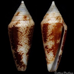 Mitraconus dondani (Kosuge, 1981)