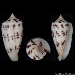 Phasmoconus (Phasmoconus) collisus (Reeve, 1849)