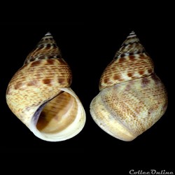Littoraria angulifera (Lamarck, 1822)