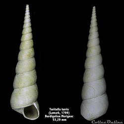 Turritella turris(Lamarck, 1799)