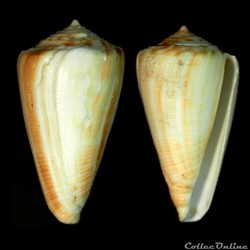 Monteiroconus ambiguus (Reeve, 1844)