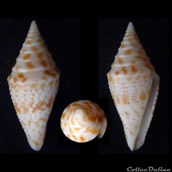 Turriconus (Turriconus) rizali (Olivera & Biggs, 2010)