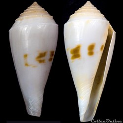 Endemoconus bozzetti (Lauer, 1991)
