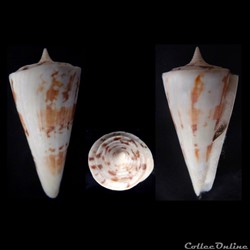 Kioconus (Kioconus) bayani (Jousseaume, 1872)