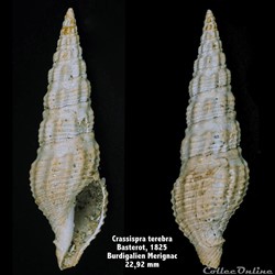 Crassispira terebra, Basterot 1825
