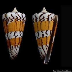 Strategoconus (Strategoconus) generalis (Linnaeus, 1767)