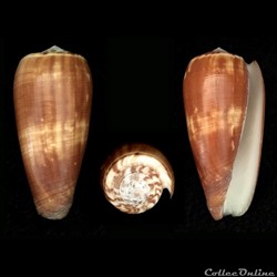 Pionoconus magus (Linnaeus, 1758)