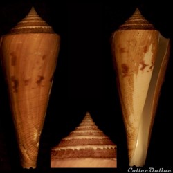 Endemoconus sieboldii (Reeve, 1848)