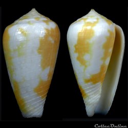 Pionoconus robini Limpalaër & Monnier, 2012