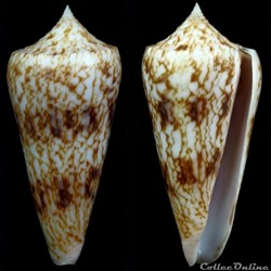 Phasmoconus (Phasmoconus) neptunus (Reeve, 1843)