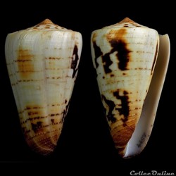 Strategoconus (Vituliconus) ferrugineus f. chenui (Weinkauff, 1873)