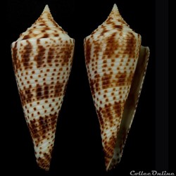Fusiconus (Bathyconus) comatosus (Pilsbry, 1904)
