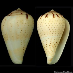 Lautoconus (Varioconus) micropunctatus (Rolán & Röckel, 2000)