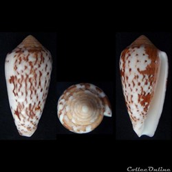 Pionoconus floccatus (Sowerby I, 1841)
