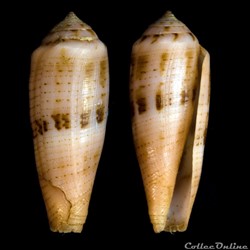 Kioconus (Isoconus) viola (Cernohorsky, 1977)