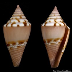 Conasprella articulata (Sowerby II, 1873)