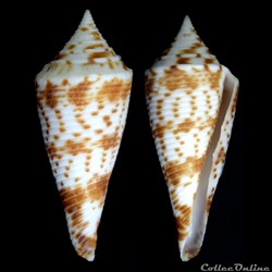 Fusiconus (Bathyconus) comatosus (Pilsbry, 1904)