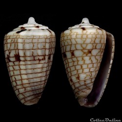 Quasiconus melvilli (Sowerby III, 1879)