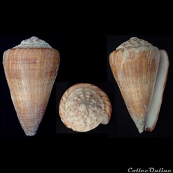 Fraterconus distans (Hwass in Bruguière, 179