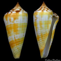 Phasmoconus (Phasmoconus) janus (Hwass in Bruguière, 1792)