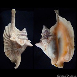 Euprotomus