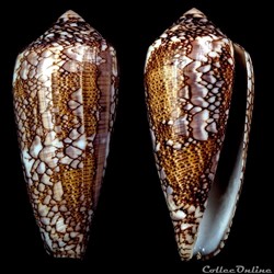 Darioconus pennaceus pennaceus (Born, 1778)