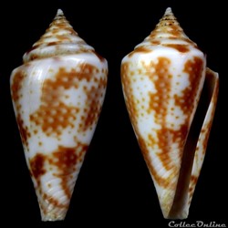 Fumiconus lentiginosus (Reeve, 1844)