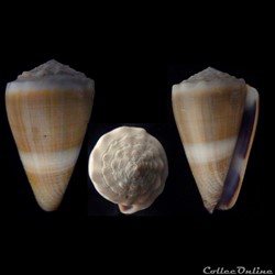 Lividoconus ( Lividoconus) lividus (Hwass in Bruguière, 1792)