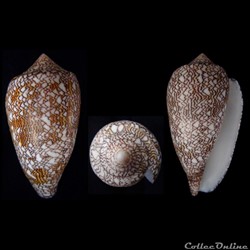 Cylindrus textile (Linnaeus, 1758)