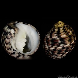 Nerita versicolor Gmelin, 1791