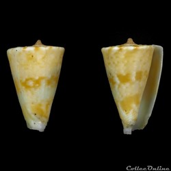 Plicaustraconus visagenus (Kilburn, 1974)